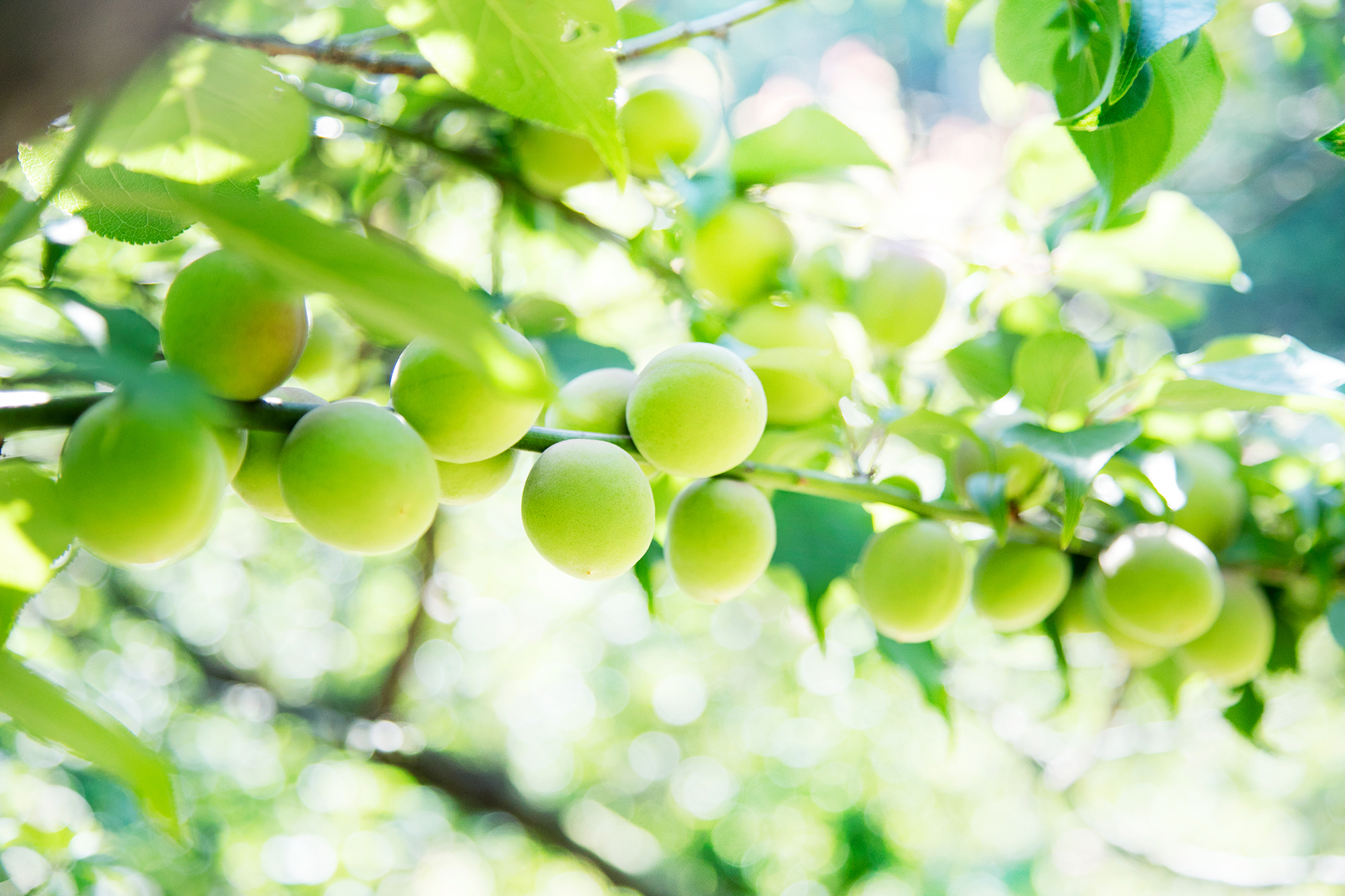 夏季休業のお知らせ